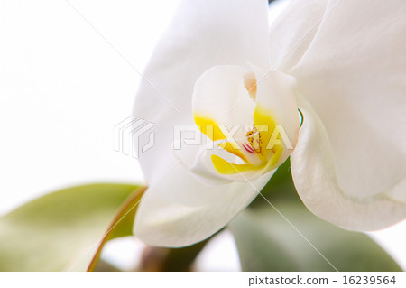 Phalaenopsis orchid  16239564