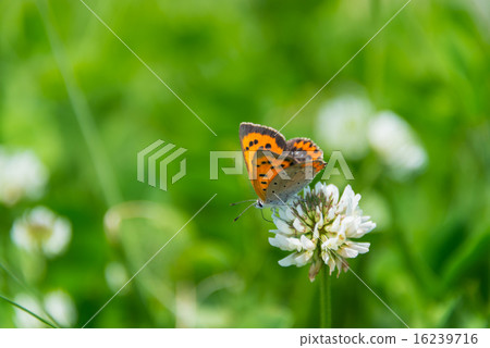White clover and benifoshima perming seasonal flowers photo material White clover and benifoshima perming seasonal flowers photo material 16239716