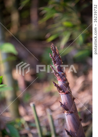 Hachiku燙髮時令食材照片材料 16239732