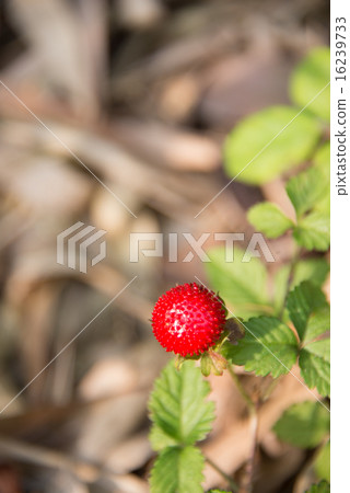 蛇草莓燙髮季節性花卉照片素材 16239733