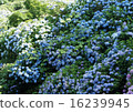 hydrangea   16239945