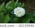 hydrangea   16239946