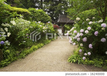 Iwafuneji繡球花當它開花 Iwafuneji繡球花當它開花 16240000