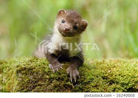 Nice marten Nice marten 16240008