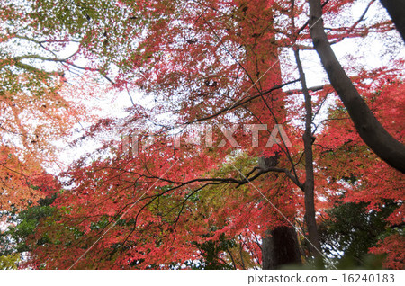 Autumn leaves Autumn leaves 16240183