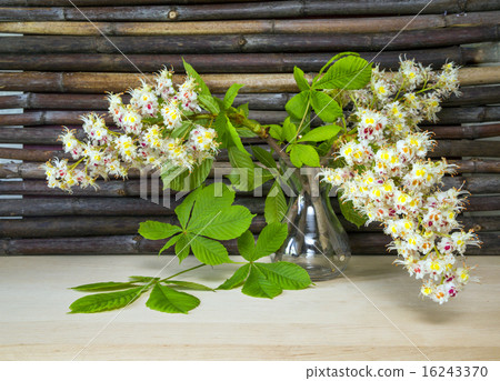 chestnut flowers in a vase chestnut flowers in a vase 16243370