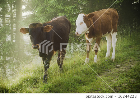 Two calfs 16244228