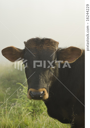 Cow portrait 16244229