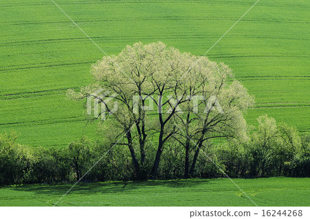 Green grass field background Green grass field background 16244268