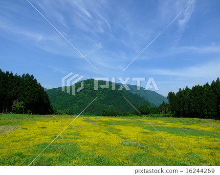 Ohbee草莓花園 16244269