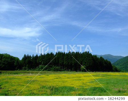 Ohbee草莓花園 16244299