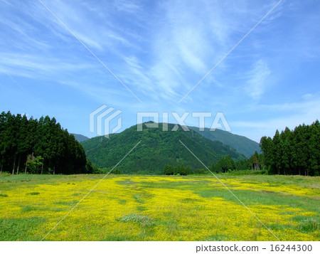 Flower garden of Ohbee strawberry 16244300