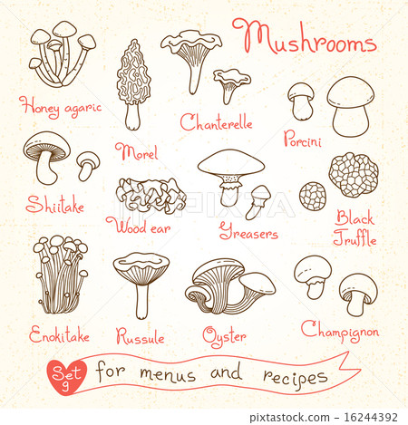 Set drawings of mushrooms for design menus, recipes and packages product. 16244392