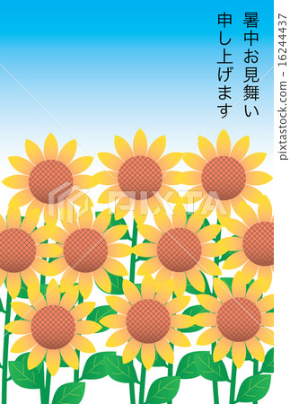 向日葵的炎熱天氣同情 16244437