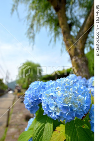 Hydrangea small diameter (3) 16244699