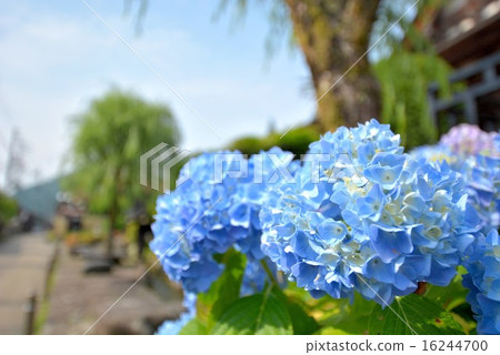 Hydrangea small diameter (4) 16244700