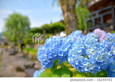 Hydrangea small diameter (5) 16244701