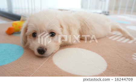 Puppy mix dog cream color (toy poodle × miniature dachshund) Puppy mix dog cream color (toy poodle × miniature dachshund) 16244709