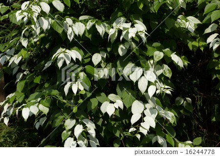 Matatabi's white leaves 16244778