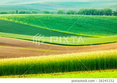 Moravian rolling landscape 16245152