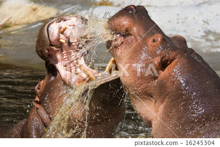 Two fighting hippos (Hippopotamus amphibius) Two fighting hippos (Hippopotamus amphibius) 16245304