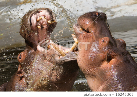 Two fighting hippos (Hippopotamus amphibius) 16245305