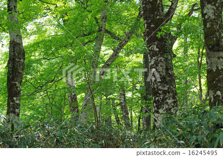 山毛櫸森林在奧索拉坎山的看法 山毛櫸森林在奧索拉坎山的看法 16245495