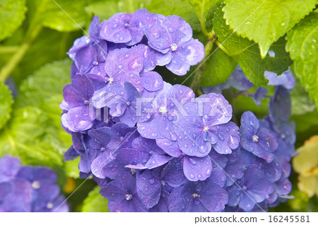 Hydrangea on a rainy day 16245581