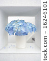 Quiet hydrangea 16246101