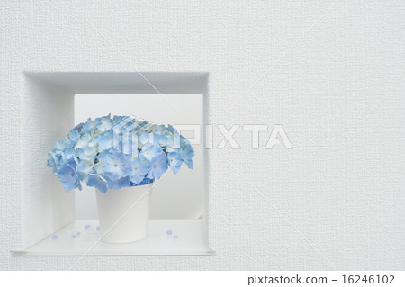 Quiet hydrangea, casually 16246102