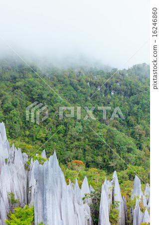 Limestone pinnacles at gunung mulu national park Limestone pinnacles at gunung mulu national park 16246860