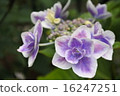 Mountain hydrangea Mountain hydrangea 16247251