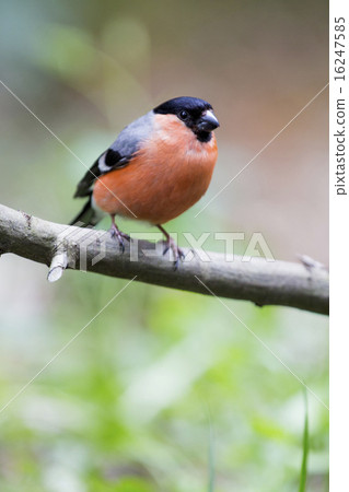 Male Common Bullfinch in the forest 16247585