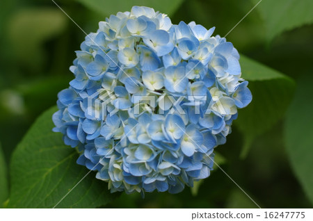 Hydrangea Aqua blue and white Hydrangea Aqua blue and white 16247775