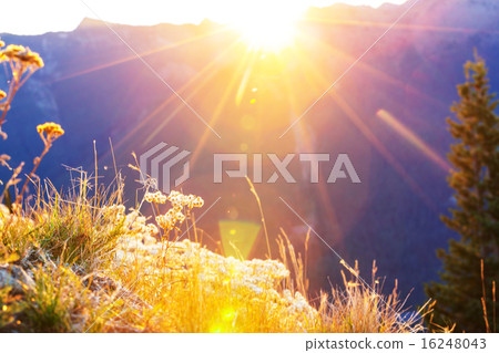 Mountains meadow 16248043