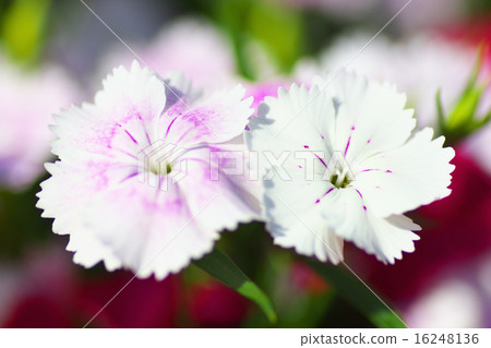 Nadesico Telester white and pink Nadesico Telester white and pink 16248136