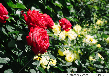 roses on a bush roses on a bush 16249129
