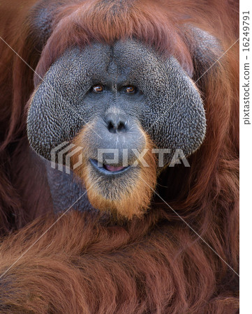 Orangutan portrait 16249791