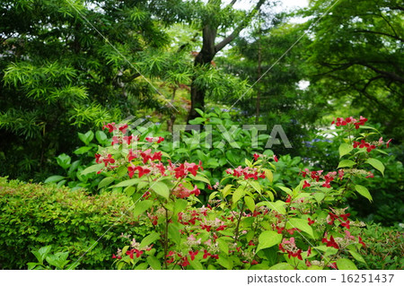 June flower Yamaha hydrangea and hydrangeae 49 Takahata Fudosaki June flower Yamaha hydrangea and hydrangeae 49 Takahata Fudosaki 16251437