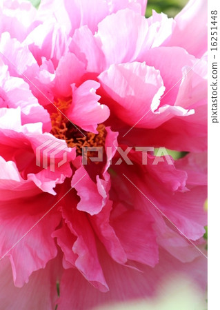 粉紅色的花朵 粉紅色的花朵 16251448