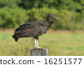 Black Vulture (Coragyps atratus brasiliensis) 16251577