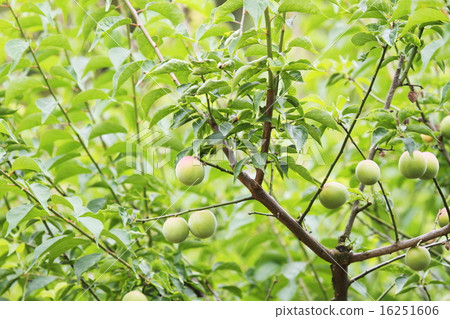 Fruit of plum · 3 Fruit of plum · 3 16251606