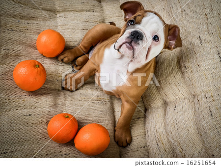 Playing on the couch with oranges puppy bulldog 16251654