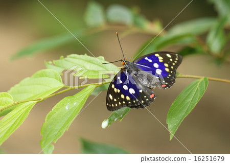 Charonda Charonda 16251679