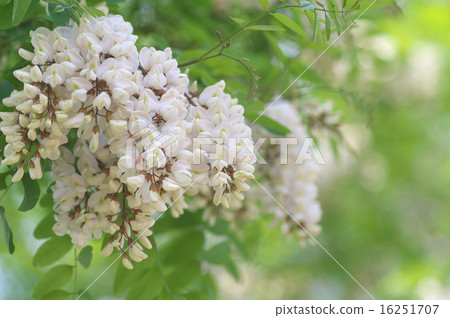 falseacacia花 16251707