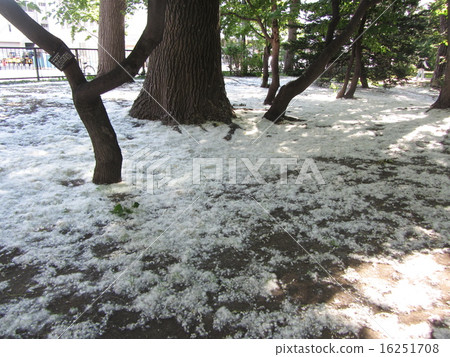  楊樹的絨毛 16251708