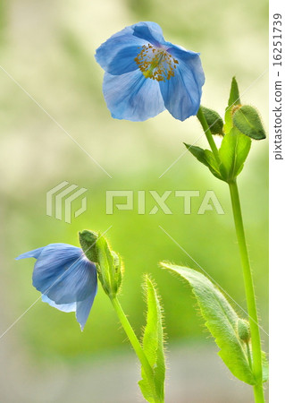 藍色詩人 16251739