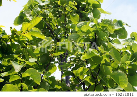 玉鈴花 玉鈴花 16251811