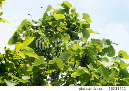 玉鈴花 玉鈴花 16251812