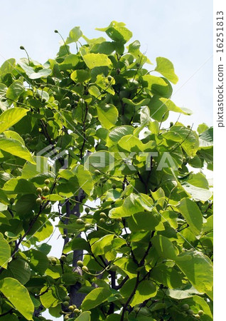 玉鈴花 玉鈴花 16251813